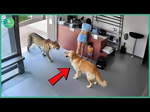 50 Animals That Saved Other Animals - Hero Animals That Saved Human Lives | Best moment #11