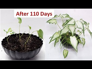 How to Propagate and Care Caladiums