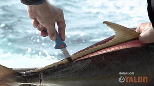 3.3K views | Havalon has created the ultimate fillet knife! For more information visit https://havalon.com/havalon-talon-2 | Florida Sport Fishing | Facebook