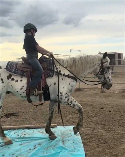 Knabstrupper Quarter Horse Cross Gelding For Sale | Consigned to Thehorsebay.com