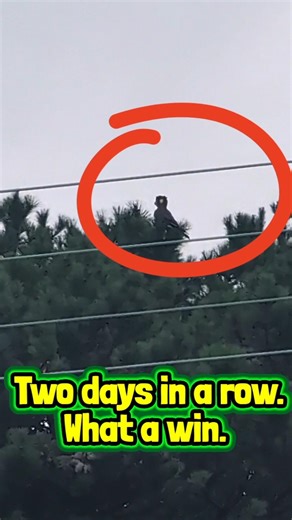 ANOTHER Black Cockatoo Sighting!! 🦜🐦