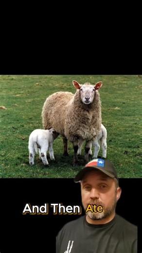 All About Feral pigs attacking livestock