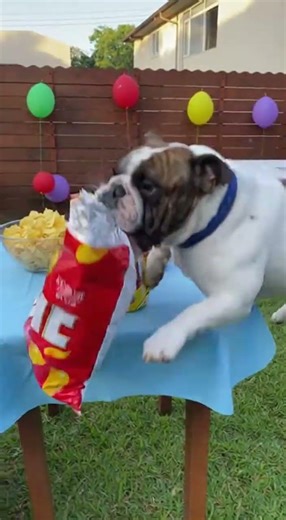 Buldogue heroico salva festa de aniversário