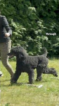 Cavaletti Pole Training For Dogs: Increase Your Side Gait With Consistency #dogshow #cavaletti