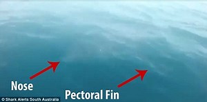 Incredible! This Water is Cool and Inviting, But Can You Spot the Terrible Danger Inside It? (Video)