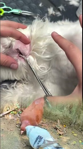 Dog Ear Hair Removal | Gentle Veterinary Ear Grooming 🐶✂️
