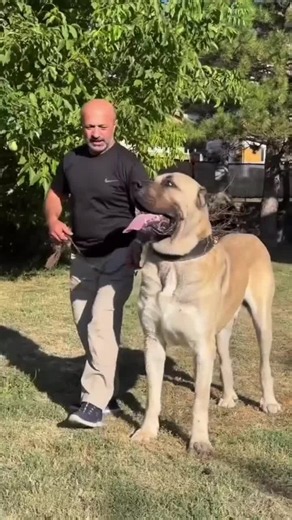 Aus diesem Grund ist der Kangal der einzige Hund, der anderen gefährlichen Hunden Angst macht. #hundewelt #hund #kangal #pitbull #malinois