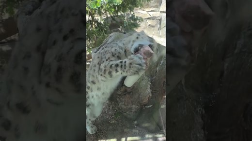 Snow leopard grabs a snack effortlessly with style