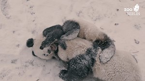 Pit 🐼 und Paule 🐼 kugeln ins Wochenende! Damit ihr ein bisschen mehr davon habt, gibt es das ganze heute in Zoo Motion 😎 Für euren Winterspaziergang ❄☃️❄️ haben wir täglich von 9 bis 16.30 Uhr geöffnet. | Zoo Berlin