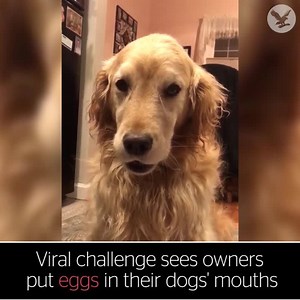 58K views · 252 reactions | Viral challenge sees owners put eggs in their dogs' mouths | The Independent | Facebook