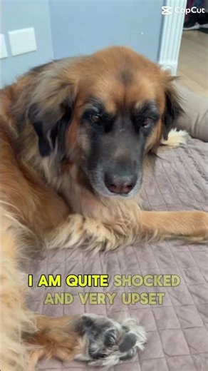 Winnie!! #cute #funny #dog #cutedog #pets #relatable #fyp