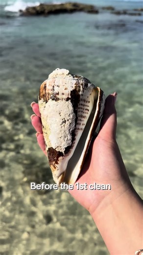 Second Cleaning of Seashells in Hawaii