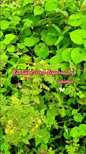 Xanthium #seed# dispersal#biology by animal #education #shorts