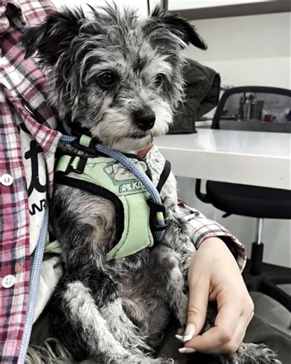 On Dec 16, 2025 we rescued this innocent soul who would not stop walking in circles. We named him Walker. At first, we hoped it was something simple. Blood tests, biochemistry, inflammation markers everything came back normal. Then came the scans. A CT scan ruled out ear problems but revealed something far worse: two broken ribs. Along with his constant circling, the vet told us the truth we didn’t want to hear. This was not an accident. This was abuse. Walker was beaten by a human. And yet… loo