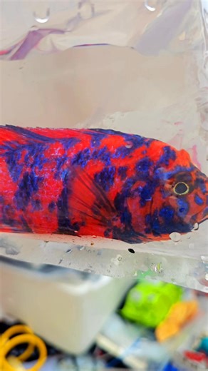 71K views · 1.5K reactions | Super Red OB peacock cichlid.This is a hybrid cross cichlid taking the fish world by storm. Coming in Hot. Want your tank to pop you need one of these. Mega shipment coming in 11/17 LosAngeles,California #Superred #obpeacock #hybrid #africancichlid #africancichlids #tropicalfish #cichlids #Malawi | Tee Cee | Facebook