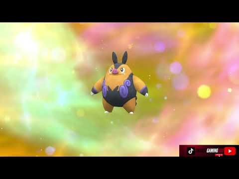Shiny Tepig Evolves Shiny Pignite Pokémon Violet The Indigo Disk DLC