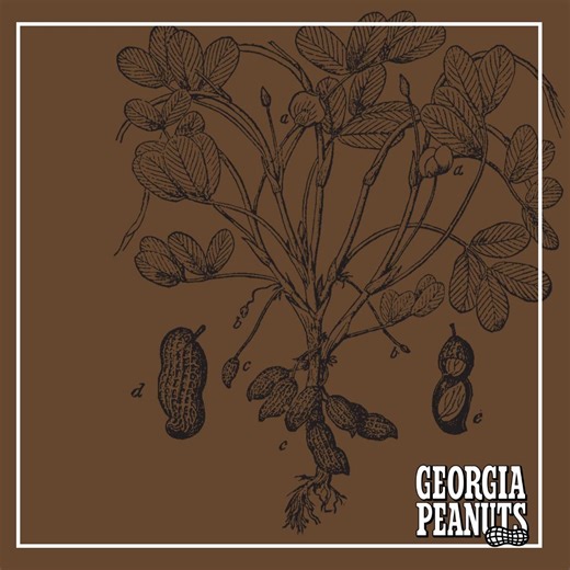 Today we celebrate Georgia’s official state crop—peanuts! 🥜🤍. Happy National Peanut Day! #GeorgiaPeanuts #NationalPeanutDay | Georgia Peanuts