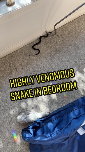 Capturing a Red-Bellied Black Snake in a Bedroom