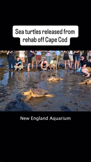 Staff from a Sea Turtle Hospital in Massachusetts released 17 threatened and endangered reptiles back into the wild last month, having deemed their rehabilitation complete. The turtles were all hypothermic when they were admitted to the hospital; many were suffering from conditions including pneumonia, dehydration, and trauma. | Popular Science