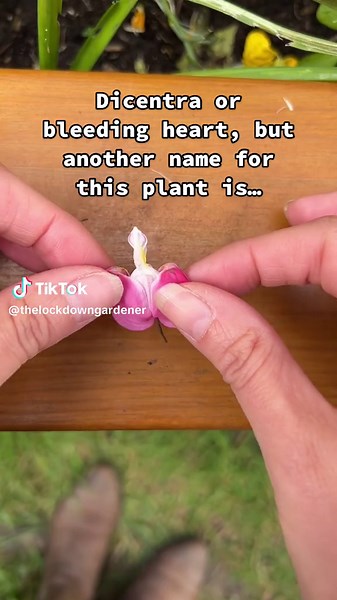 Discover the Beauty of Dicentra: A Guide for Beginner Gardeners