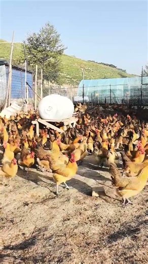 "Authentic Free-Range Local Chickens & Green Eggs