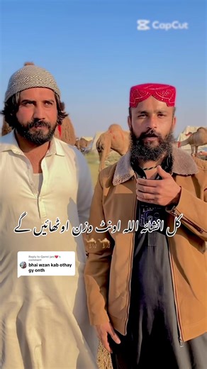 Understanding Camel Weight Training Tips