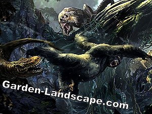 Plants: Fighting scale insects at Strelitzia - so the pests disappear again | 2025