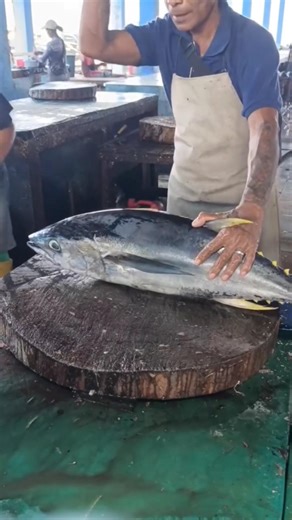 tuna fish cutting japan surgical blade #tuna_fish_cutting