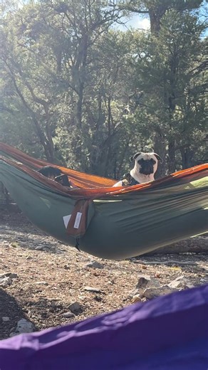 #puglife #pugsoftiktok #pugs