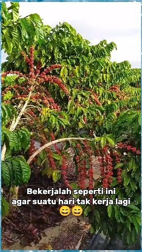 how to harvest and prune coffee trees | Thecoffedaya