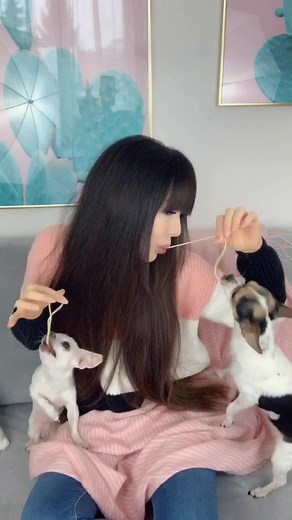Habt ihr Haustiere? 🥰🐰🐶 Hoffentlich sind sie ein bisschen braver als unsere Hunde Billi & Zuri 😂 #heystop #stopchallege