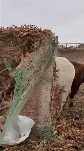 Feeding corn silage bales #cows #farmgirl