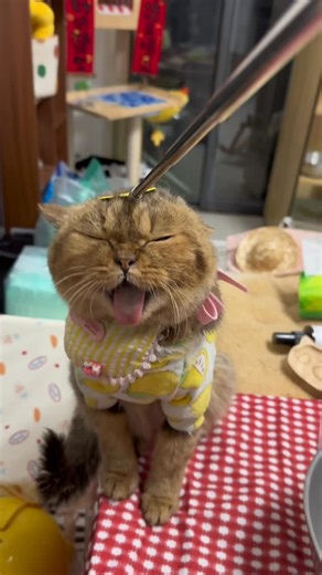 He loves scratches 😻 | Cat Needs