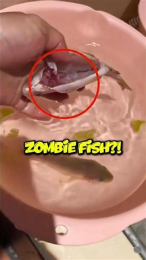 Zombie Fish Refuses to Die (Watch It Move) 😨 #fish #creepy #shorts