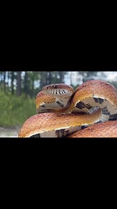 86K views · 6.1K reactions | Check out this beautiful, defensive corn snake from Florida.  | Justin Doll | Facebook