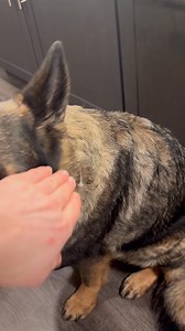 21K views · 805 reactions | This is a must for all Dog owners  #fyp #reels #foryou #dog #dogs #funny #fb #fbreels #doglover #lol #viral #pets #fypシ゚viralシfypシ゚ #2026 #haha | Brett Dugas | Facebook