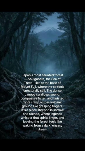 Aokigahara: Japans Haunted Sea of Trees