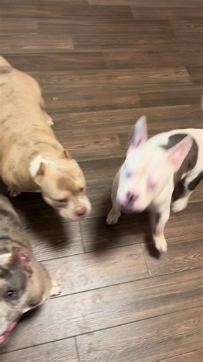 Latte in Heat: Dog Mom Advice for Managing a Female Dog in Season