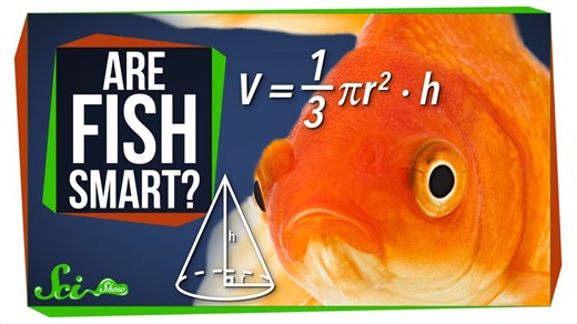 Fish are way smarter than you think