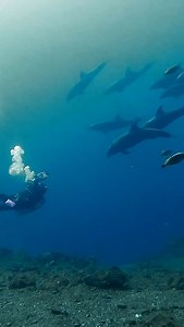 54 reactions · 3 comments | Ever been sized up by a dolphin at 20...