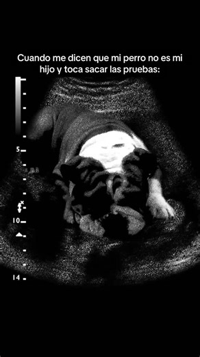 Ser mamá soltera de un terreneitor no es fácil😂❤️ #perrhijos #mamáperruna #bulldogingles #dog