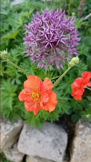 Alliums with Red Geums | Purple and Red Plant Combination | Spring Garden Inspiration