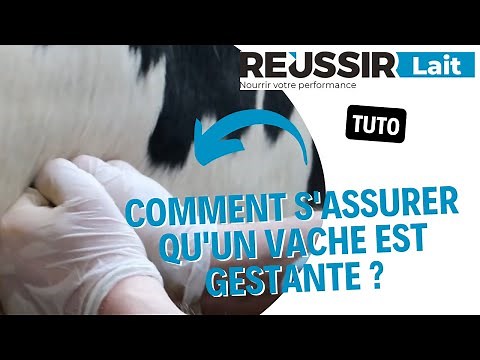 [TUTO] Comment s'assurer qu'une vache est gestante ?