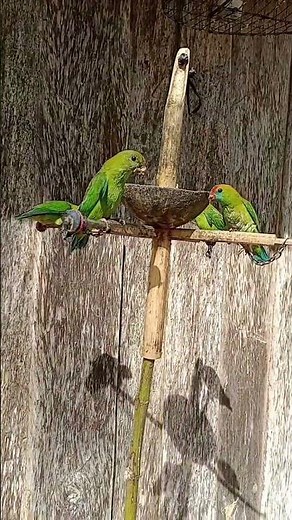 Philippine Hanging Parrot "Kulasisi"