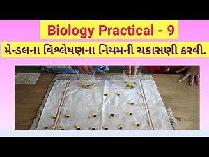 class 12 Biology Practical - 9 study of Mendel's low of segregation || વિશ્લેષણના નિયમનો અભ્યાસ