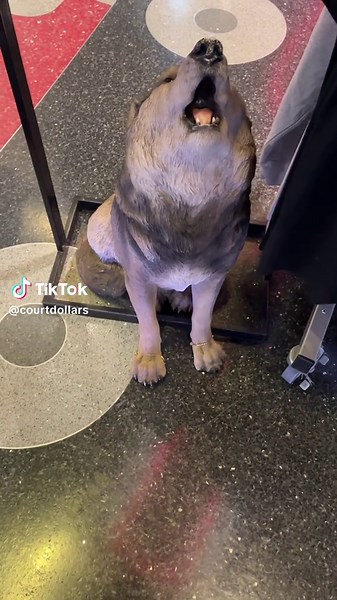 courtdollarz (@courtdollarz)’s video of She Wolf Shakira