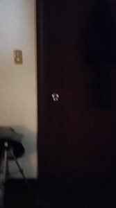 Vocal kitty adorably greets his hooman 😻 | Cat Lovers Community