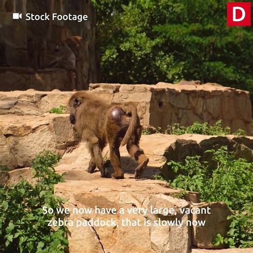 Work on Paignton Zoo’s brand new baboon exhibit has commenced: the zoo’s biggest build project in 15 years | Devon Live