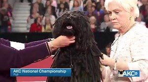 Under the dreads there’s a compact but powerful dog, standing 16 to 17 inches at the shoulder. Meet the Puli! | AKCtv