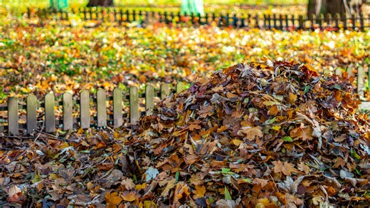 Homeowner Shares The 'Life-Changing' Way To Clean Up Fall Leaves The Easy Way - Garden Guides